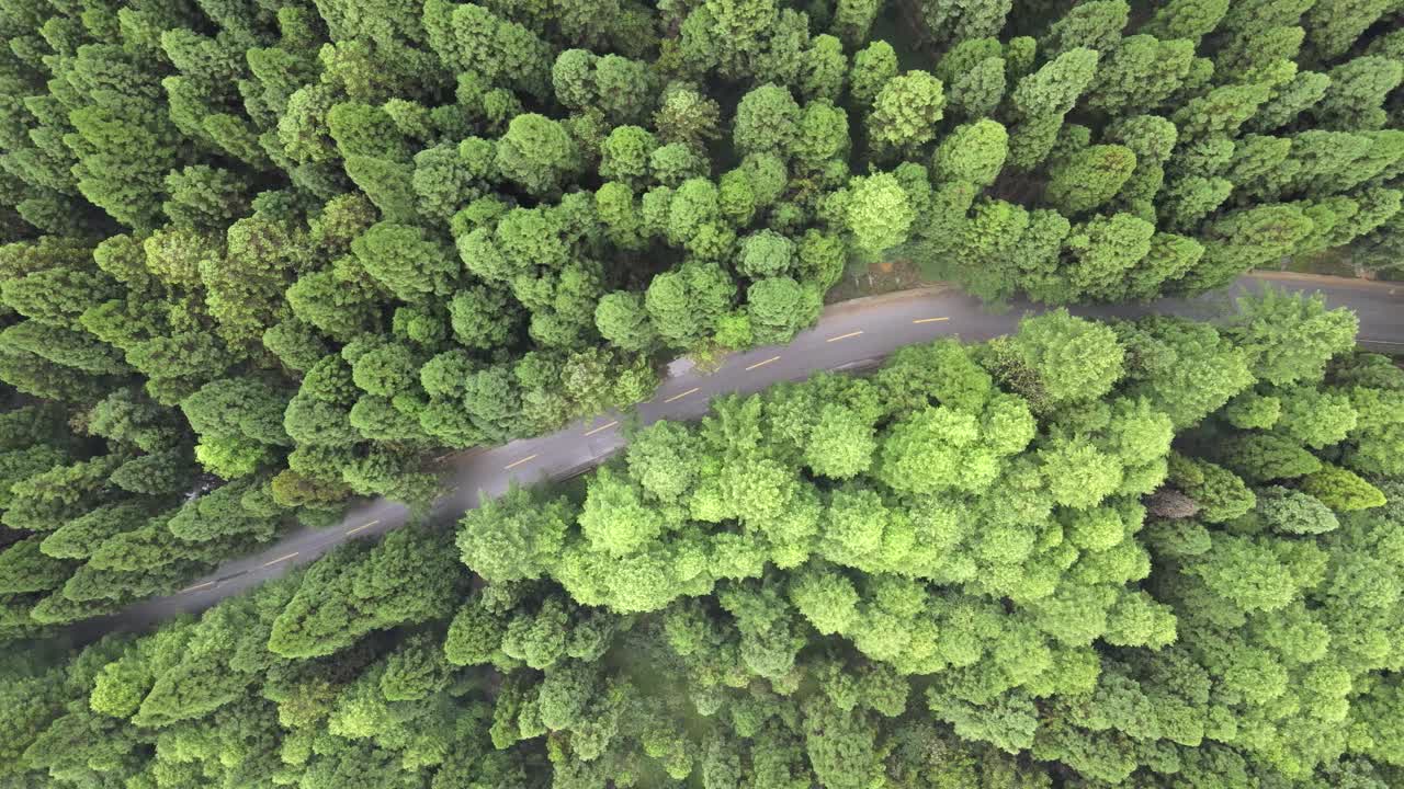 森林中道路的鸟瞰图视频素材