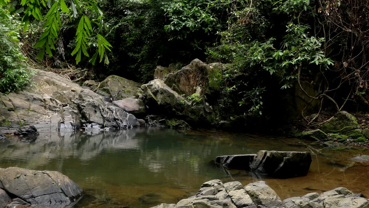 森林里的自然池塘视频下载