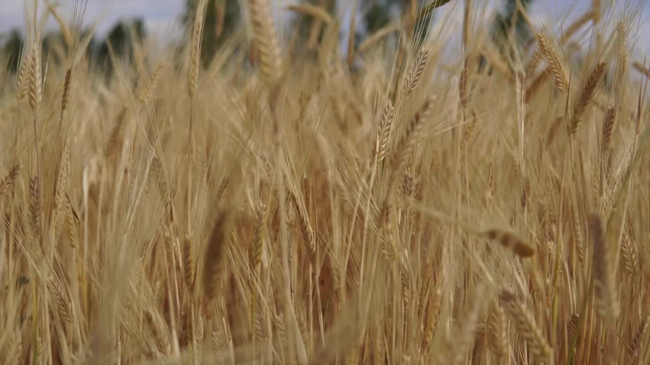 夏季麦田视频素材