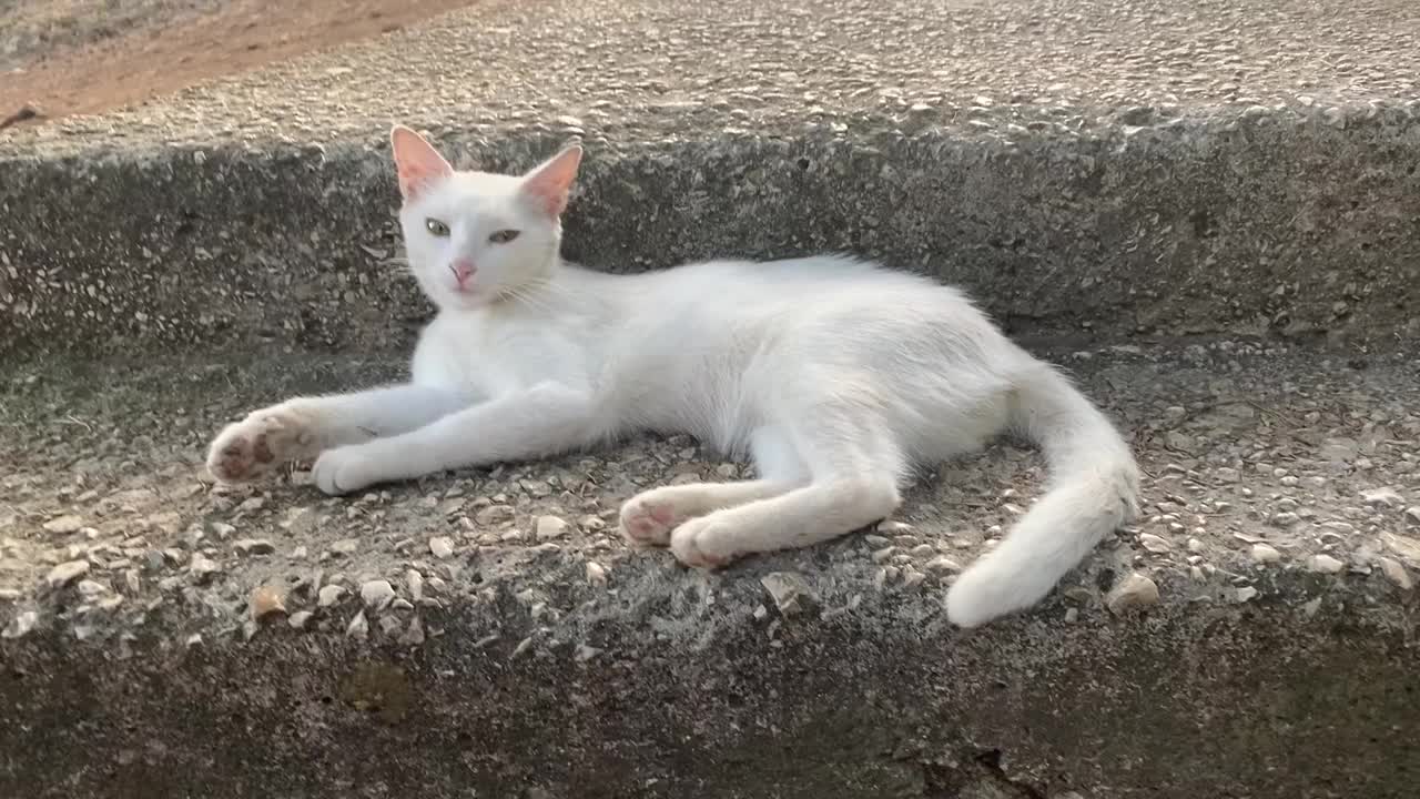 可爱的白猫躺在马路上。可爱的小猫放松。漂亮的小猫折起了爪子视频素材