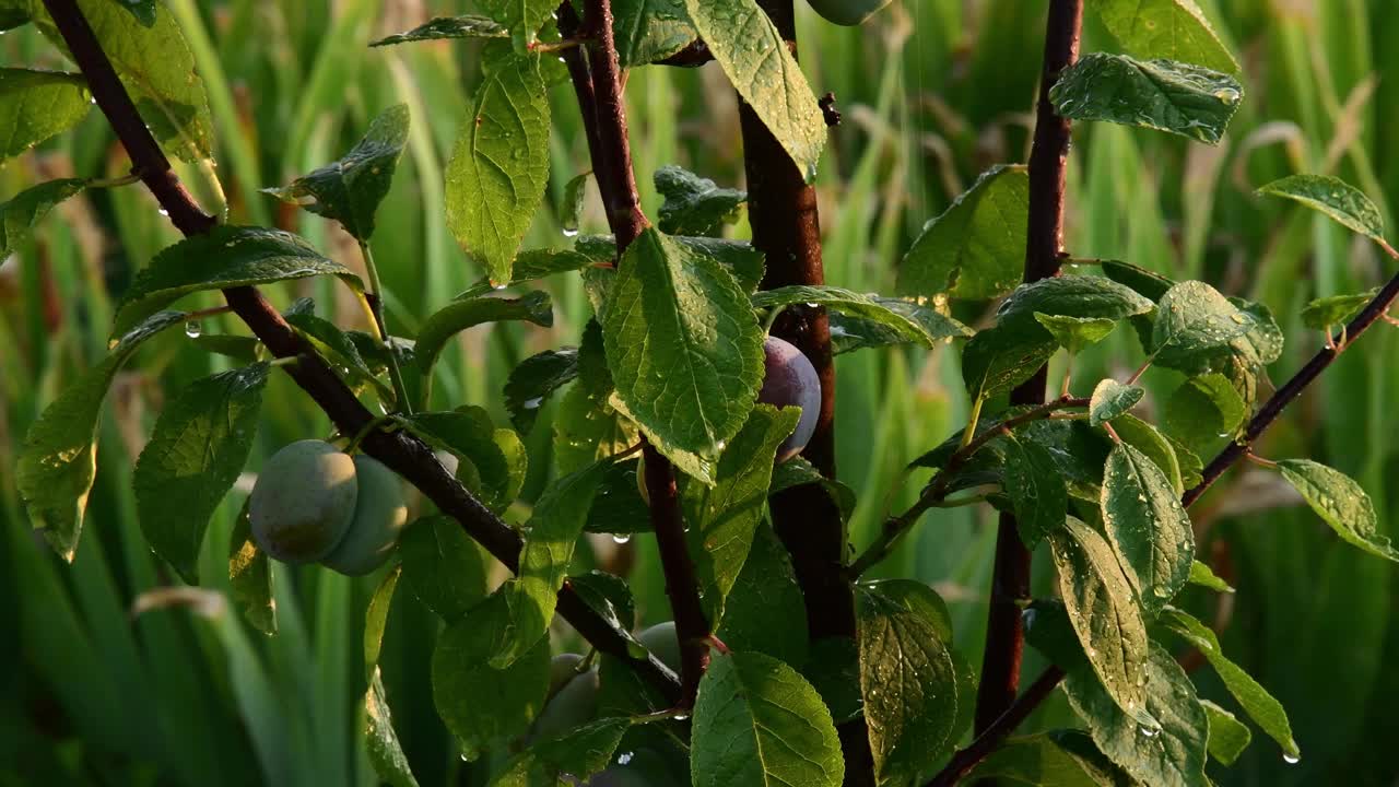 在夕阳的照耀下，水喷溅着李子的果实和叶子视频素材