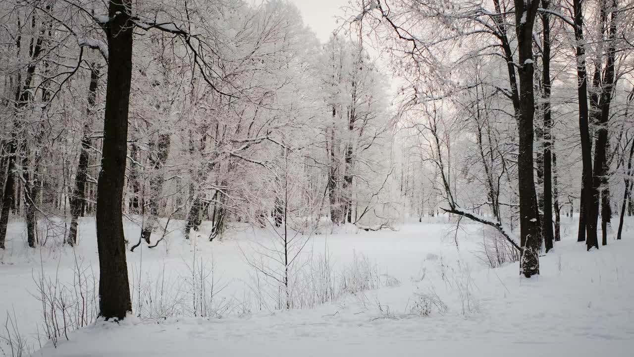 冬天的雪和魔法森林。寒冷的早晨。视频下载