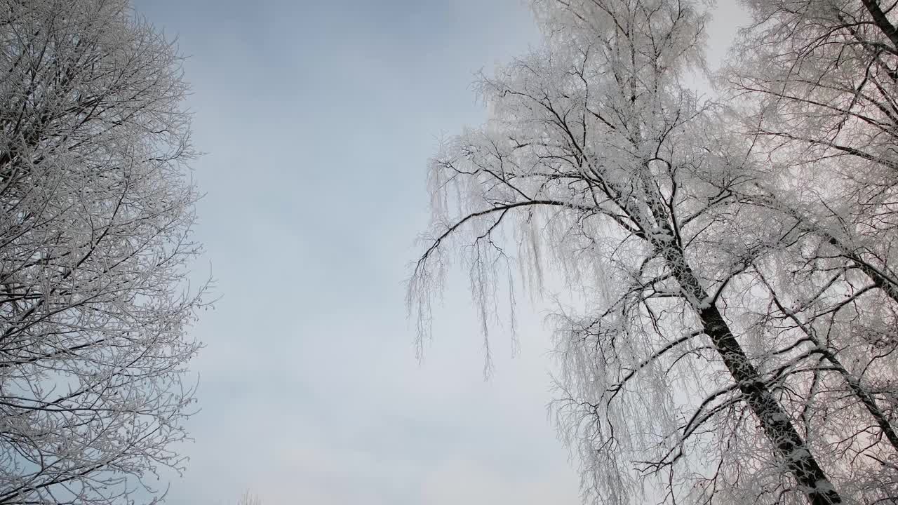 冬天的雪和魔法森林。寒冷的早晨。视频素材