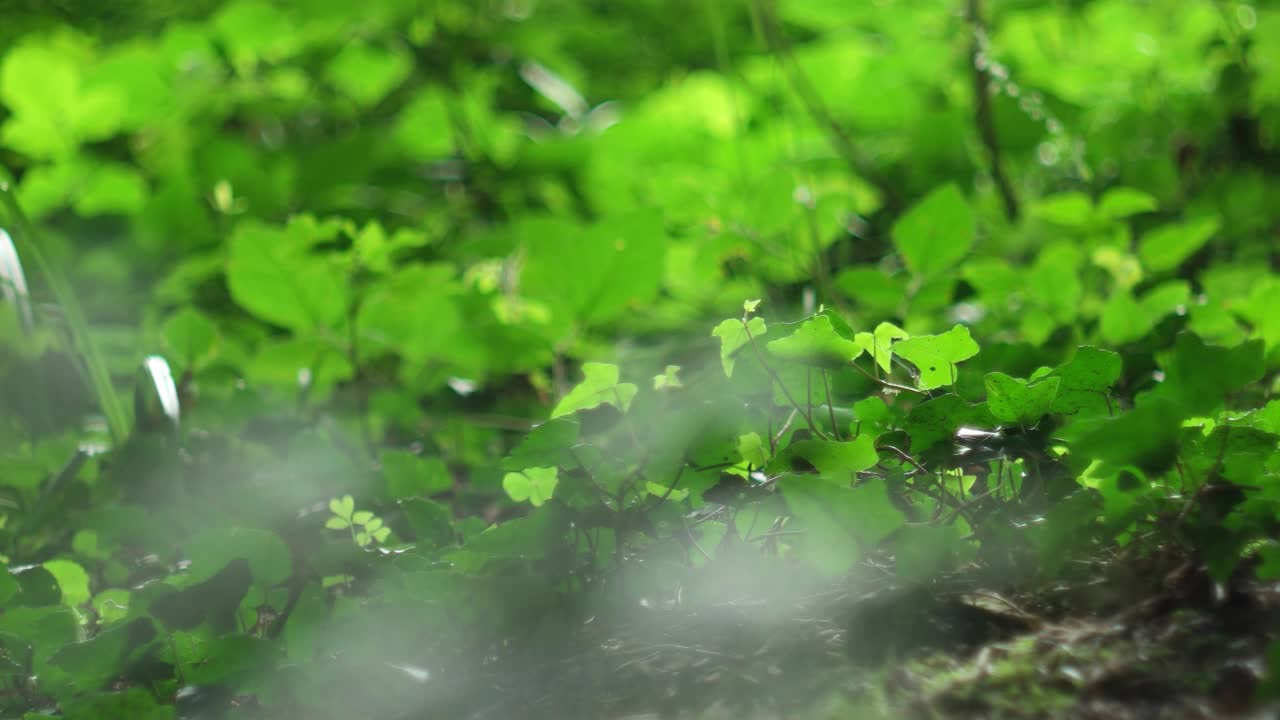 绿色的树叶在森林地面水平滑杆。夏日清风，实时光，无人，浅景深，散景视频素材