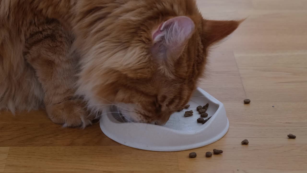 一只姜色缅因猫吃着碗里的猫食。侧视图。视频素材