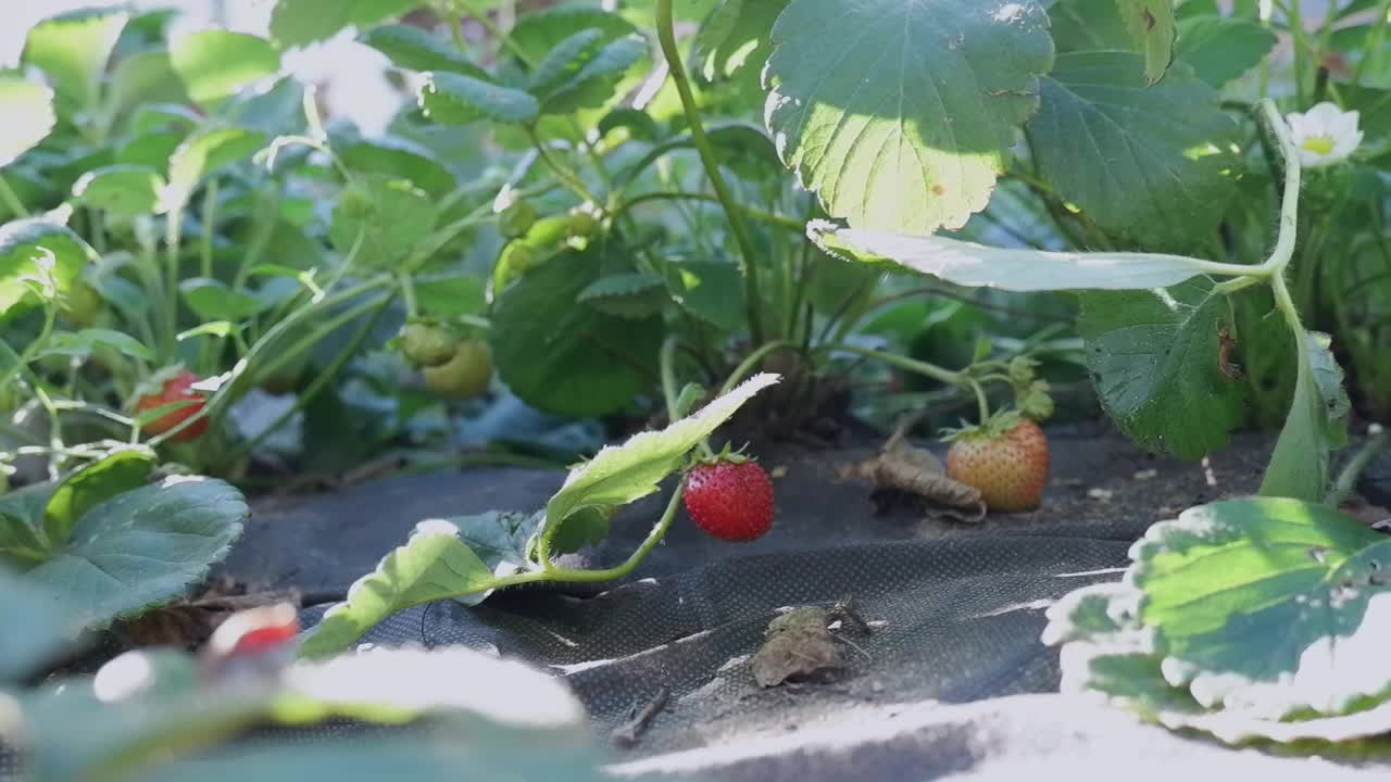 一个女人的手从花园的花坛上采摘红色的草莓。视频素材