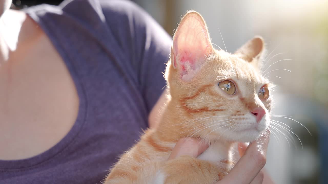 一个女人抱着一只毛绒绒的猫视频素材