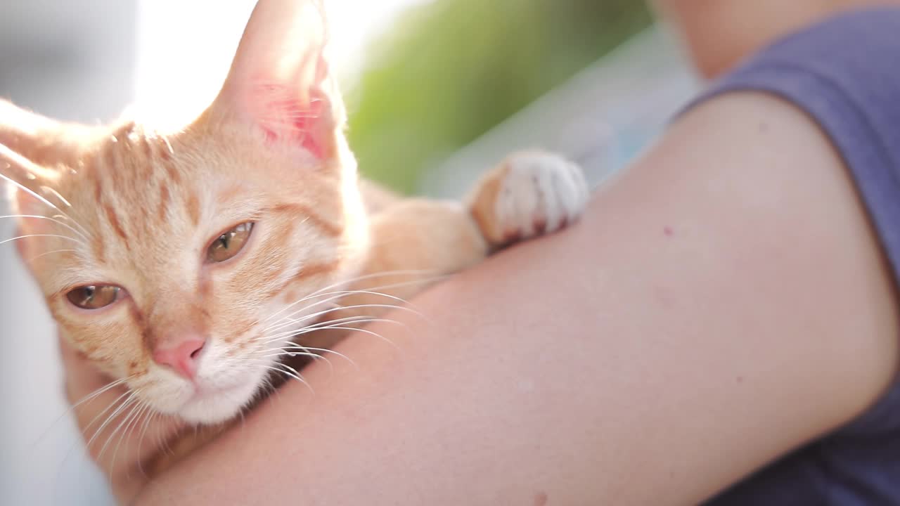 一个女人抱着一只毛绒绒的猫视频素材