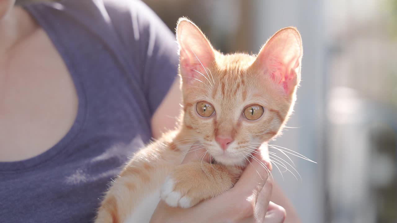 一个女人抱着一只毛绒绒的猫视频素材