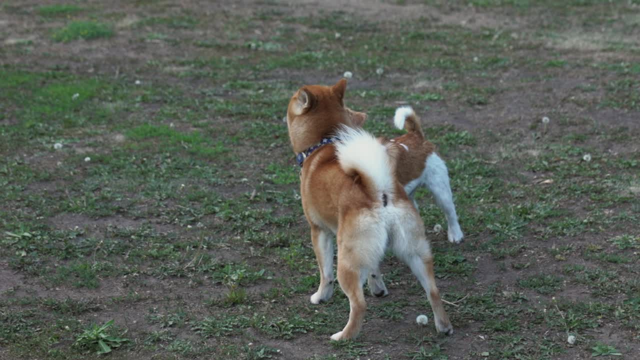 两只可爱快乐的狗狗柴犬和杰克罗素梗在公园的绿色草地上奔跑玩耍视频素材