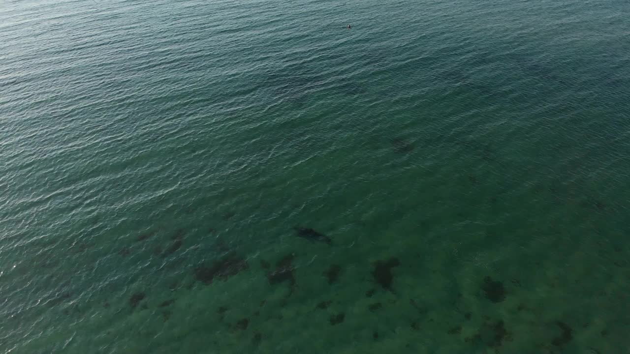 鸟瞰一只海豚在清澈透明的水中游泳视频下载