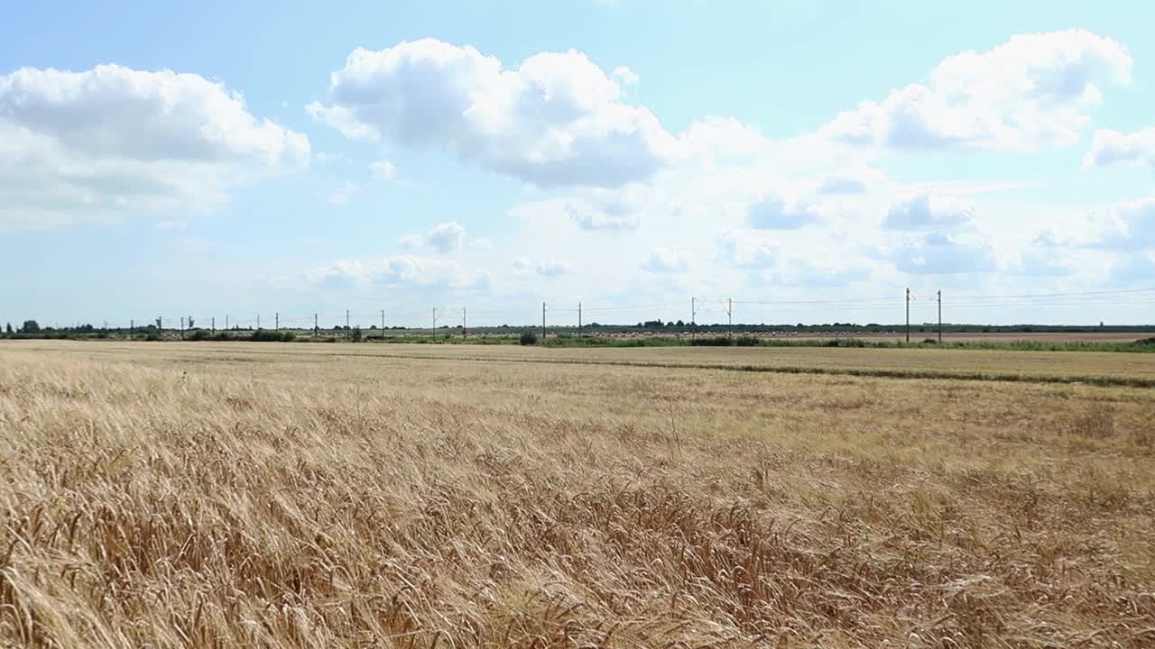 起伏的麦田在风中摇曳。全景。大遥远的天空视频素材