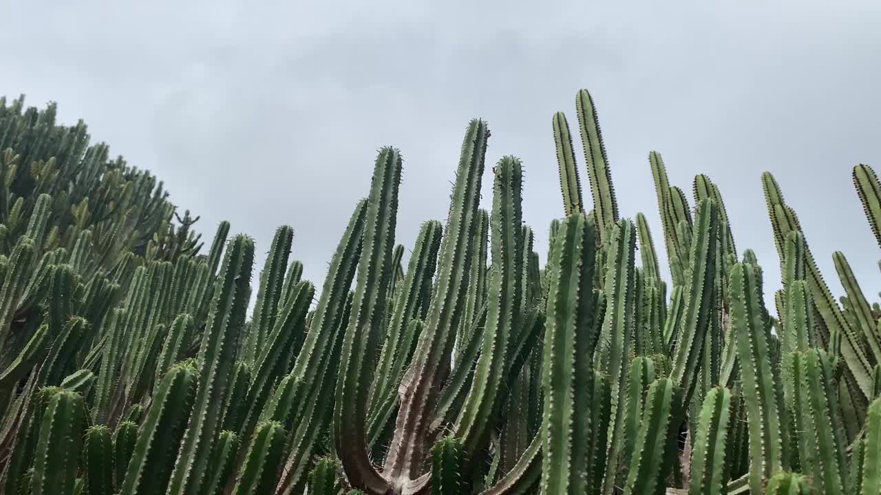 Jardín Botánico Canario Viera y Clavijo是加那利群岛之一大卡纳利岛上植物园的全称。视频素材