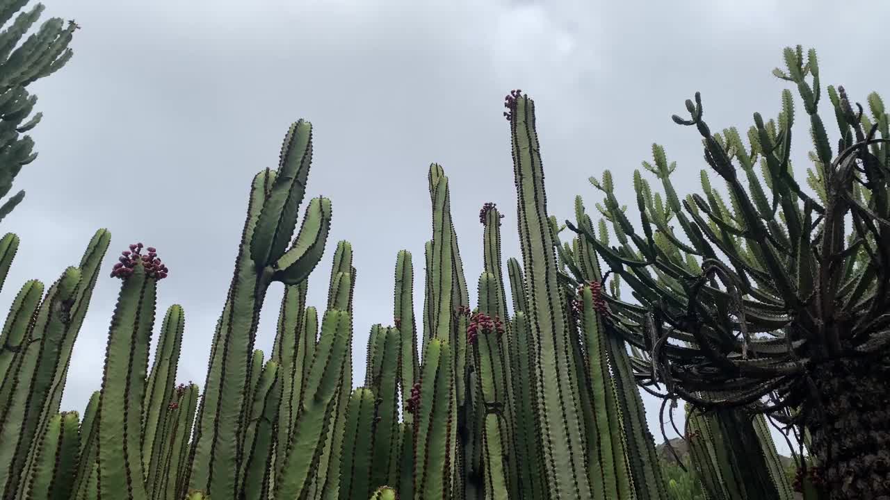 Jardín Botánico Canario Viera y Clavijo是加那利群岛之一大卡纳利岛上植物园的全称。视频素材