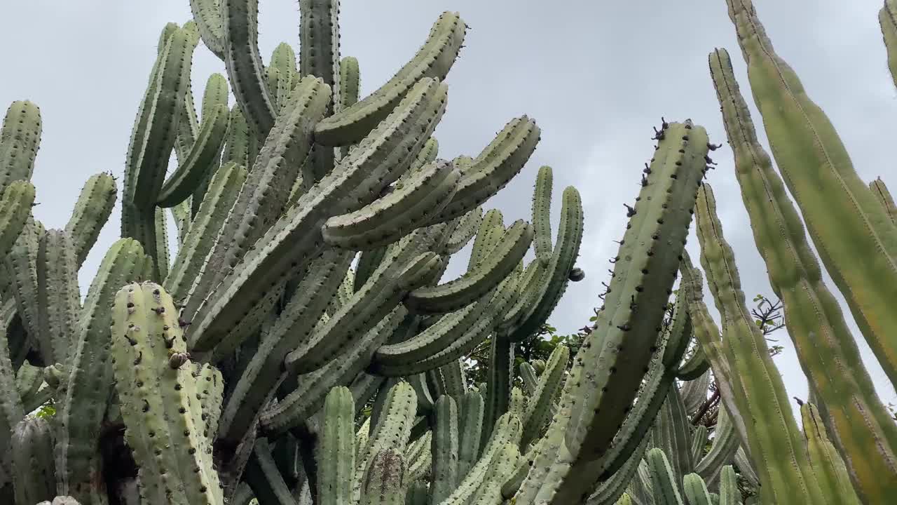 Jardín Botánico卡纳里奥维埃拉y克拉维霍是加那利群岛植物园的全名。“Jardín Botánico Canario”的意思是“金丝雀的植物园”，而附加的词“Viera y Clavijo”荣誉的pion视频素材