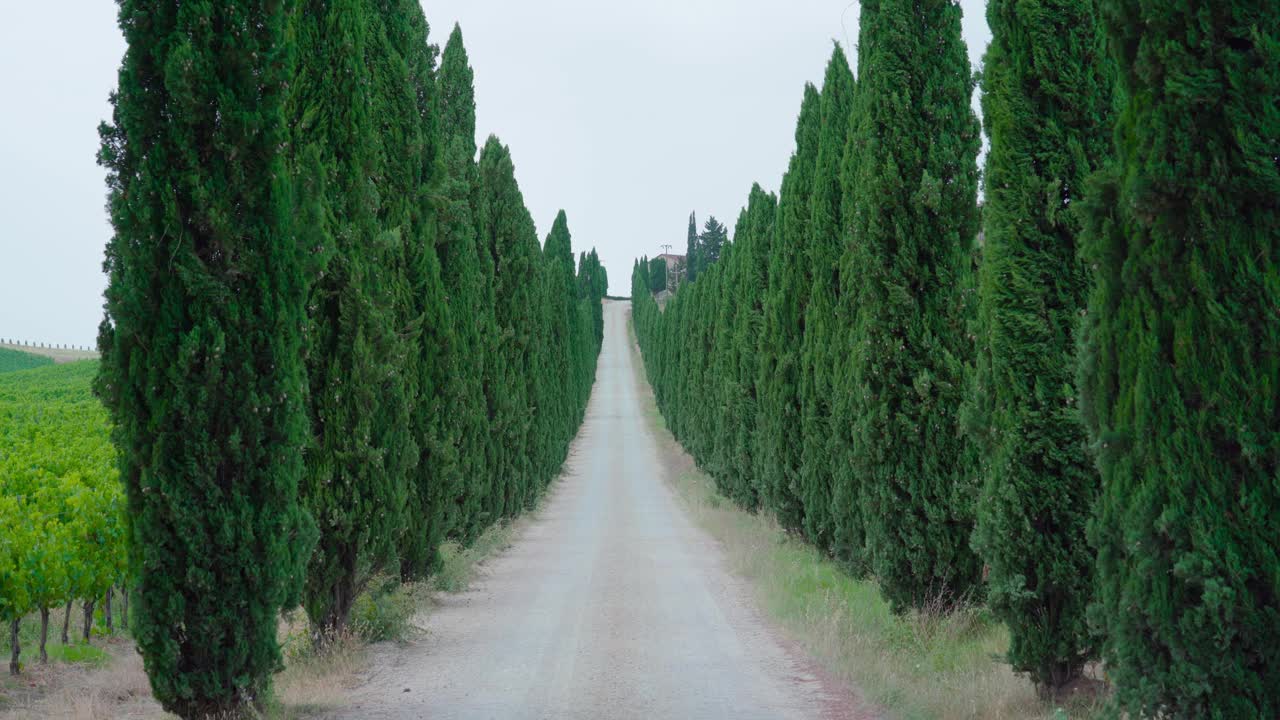 托斯卡纳路，两旁绿树成荫视频素材