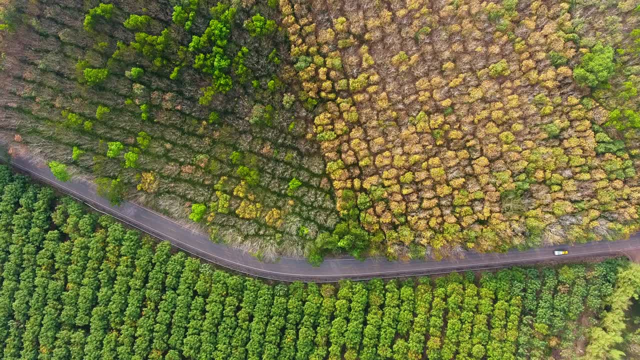 蓝色的大海和椰子树视频素材