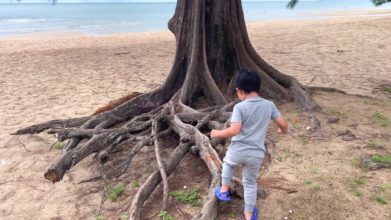 男孩在树根上醒来视频素材画面3