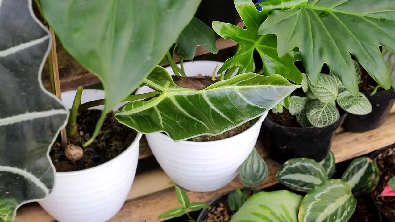 Alocasia Amazonica后院视频素材