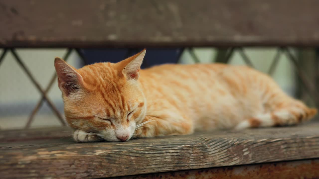 一只无家可归的瘦骨嶙峋的红猫睡在街边的长椅上。宠物醒了，打了个哈欠。真正的时间。保护无家可归的动物视频素材