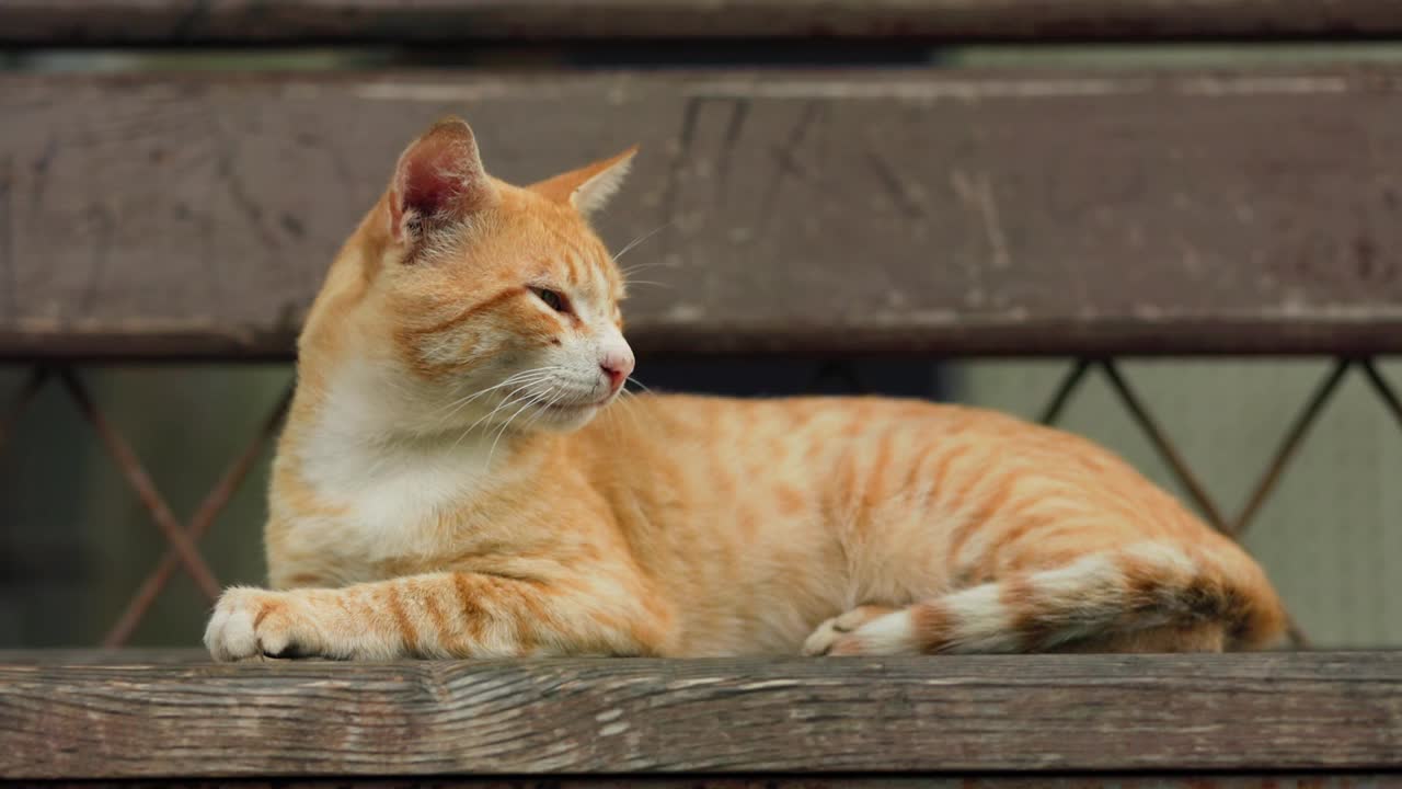 宠物感染和跳蚤。一只无家可归的瘦骨嶙峋的红猫躺在街边的长椅上用爪子挠着耳朵。真正的时间。照顾无家可归的动物的概念视频素材