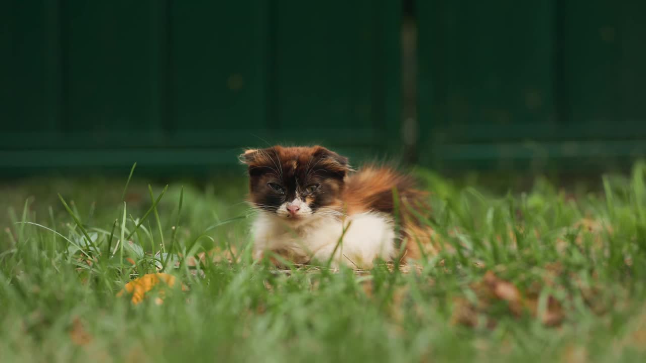 一只五颜六色的小猫吓得坐在草丛里。保护无家可归的宠物的概念视频素材