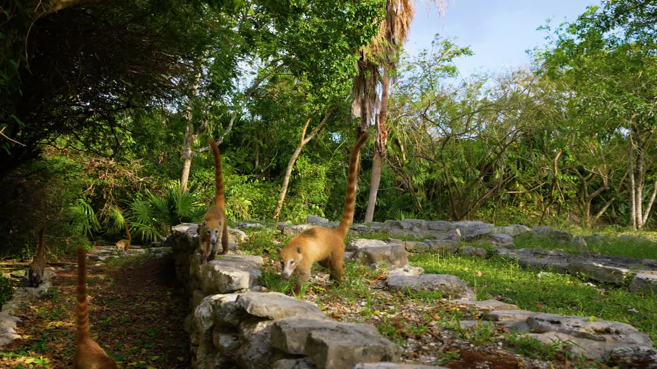 科蒂在Xcaret公园视频素材