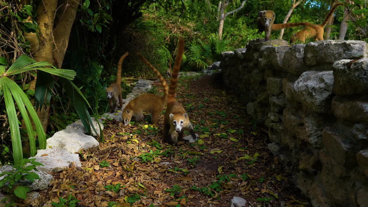 科蒂在Xcaret公园视频素材