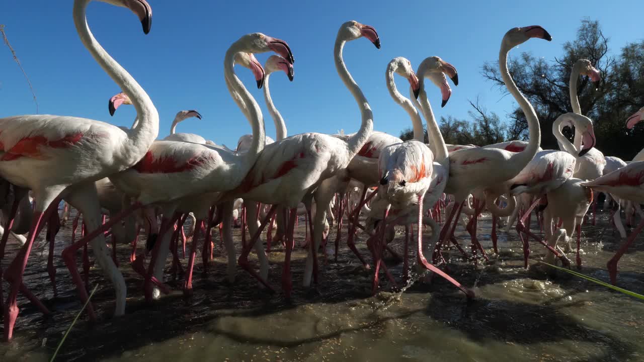 大火烈鸟，腓尼基翅，Pont De Gau,Camargue，法国视频素材