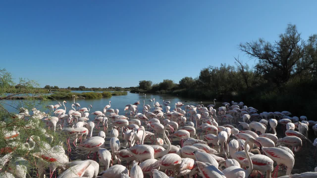 大火烈鸟，腓尼基翅，Pont De Gau,Camargue，法国视频素材