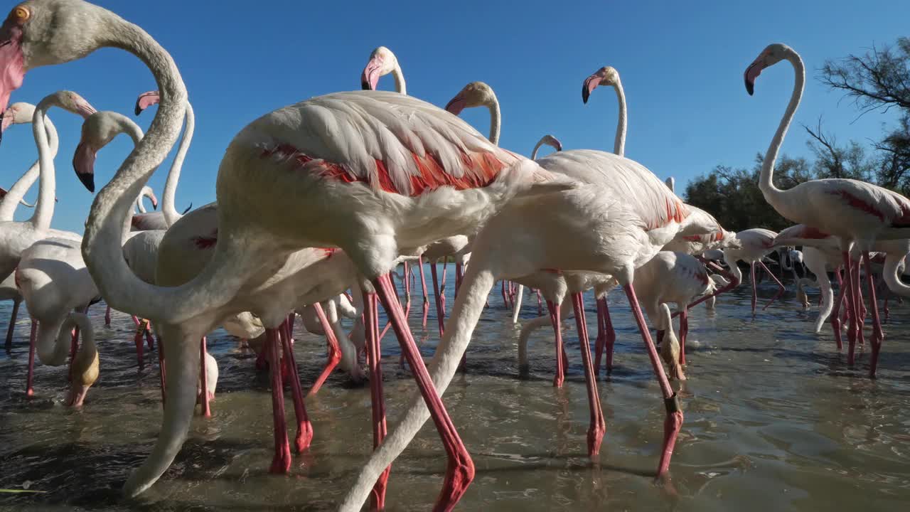 大火烈鸟，腓尼基翅，Pont De Gau,Camargue，法国视频素材