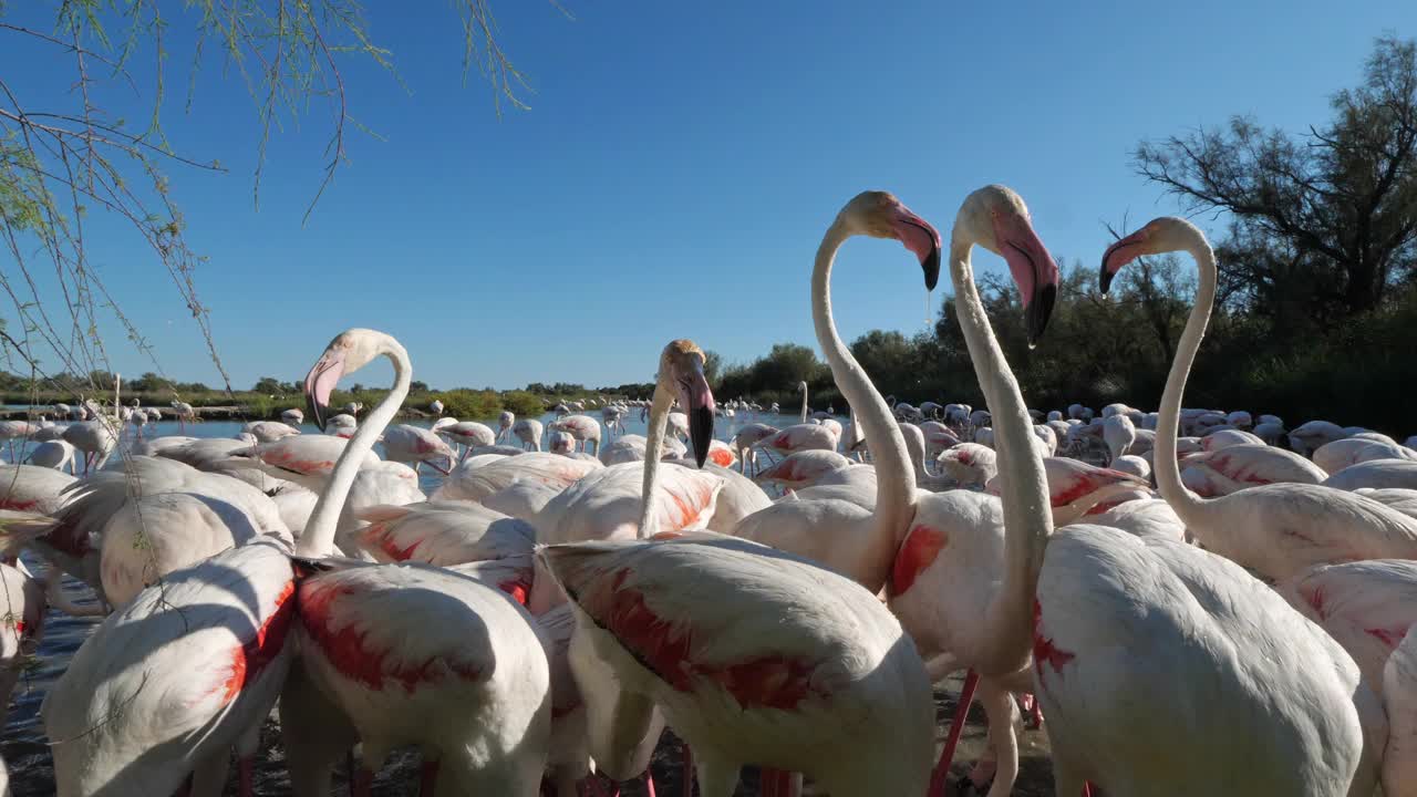 大火烈鸟，腓尼基翅，Pont De Gau,Camargue，法国视频素材