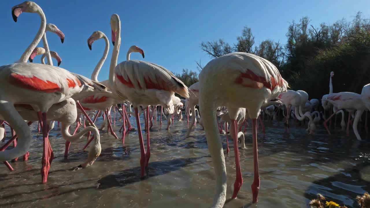 大火烈鸟，腓尼基翅，Pont De Gau,Camargue，法国视频素材