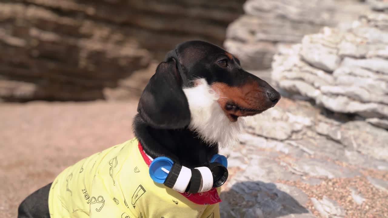 可爱的达克斯猎犬罗宾逊，戴着白色的假胡子和酒瓶项链，坐在沙滩上，靠近老岩石视频素材