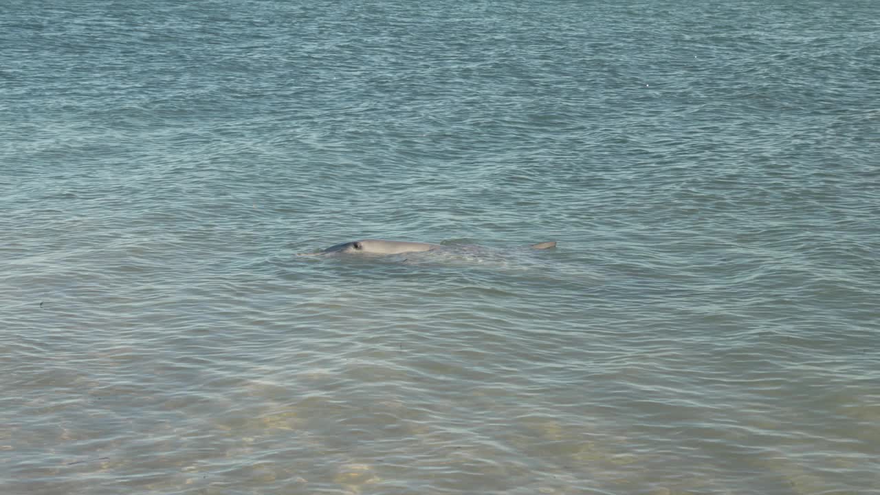 宽吻海豚躺在浅水的猴子米亚视频素材