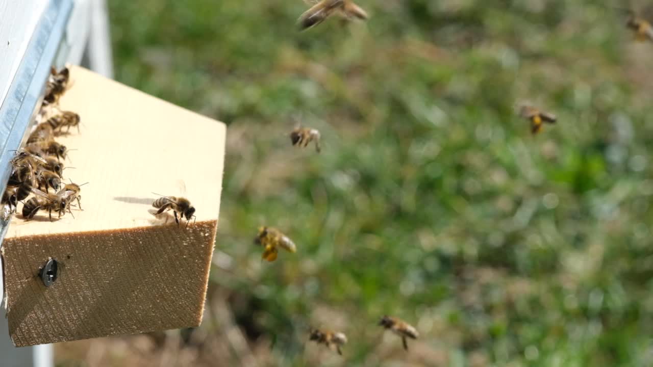 蜜蜂收集花粉并在春天把它放在蜂巢里。慢动作视频。蜂疗。养蜂的产品。视频素材