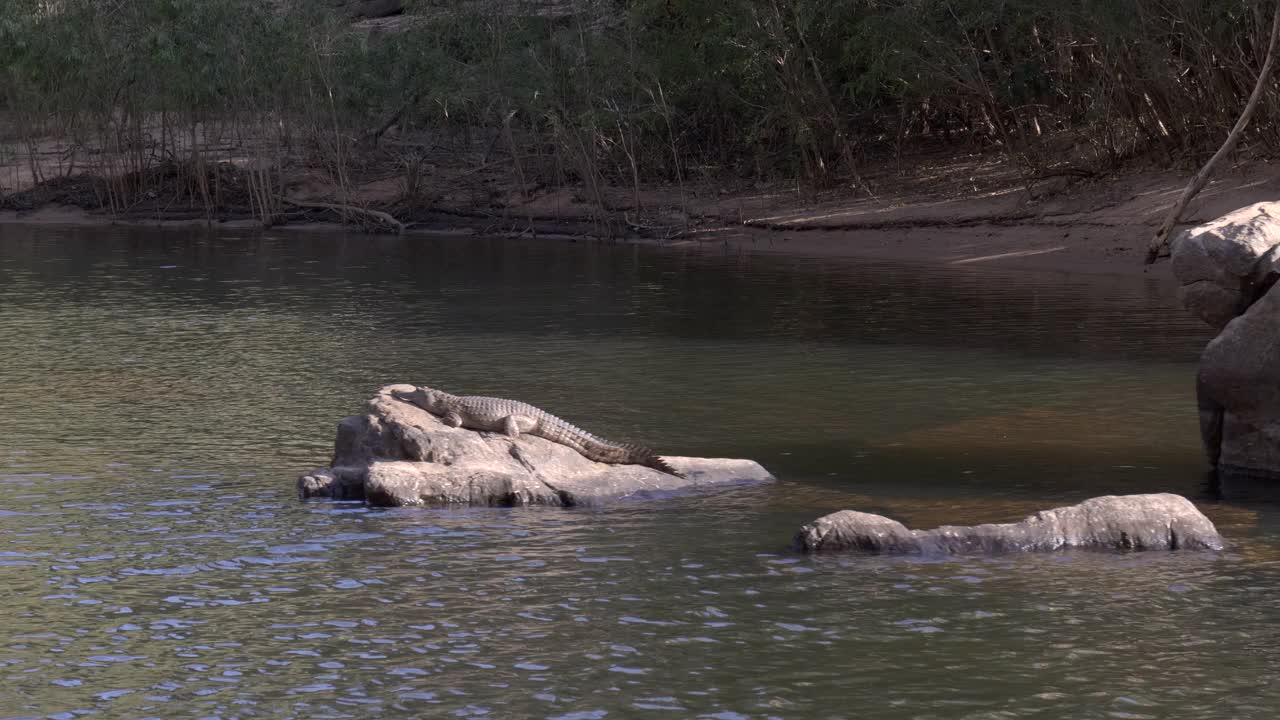 凯瑟琳峡谷的淡水鳄鱼在岩石上晒太阳视频素材