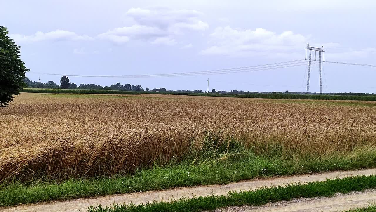 自然农业田野景观。农村的收获季节。农村的观点视频素材