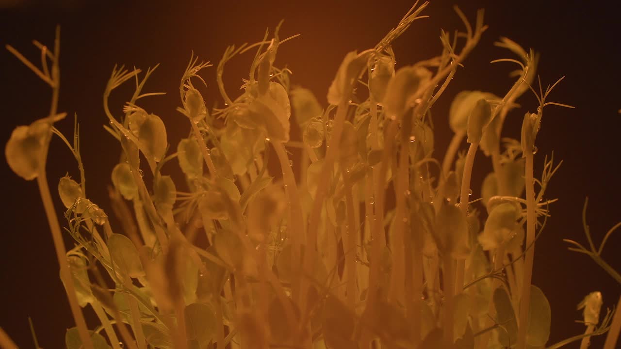 微绿色豌豆豆类发芽生长植物在不同的浅色视频素材