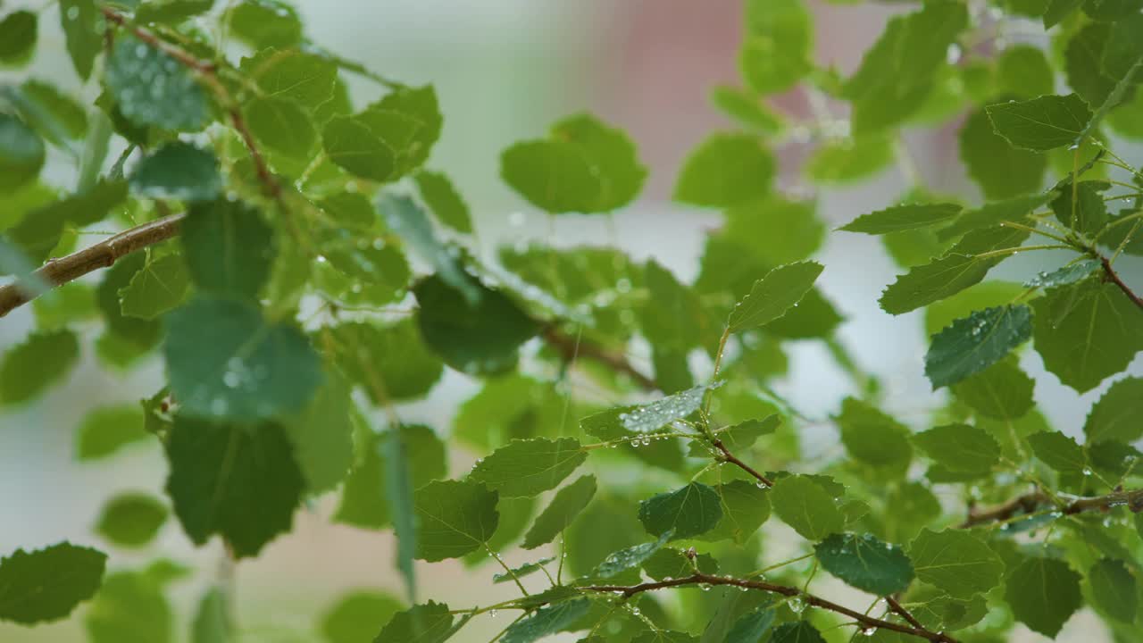 慢动作雨滴滴从绿叶桦树在下雨。选择性聚焦绿叶前景。雨落在绿色植物的叶子上。平静放松冥想和平的背景。视频素材