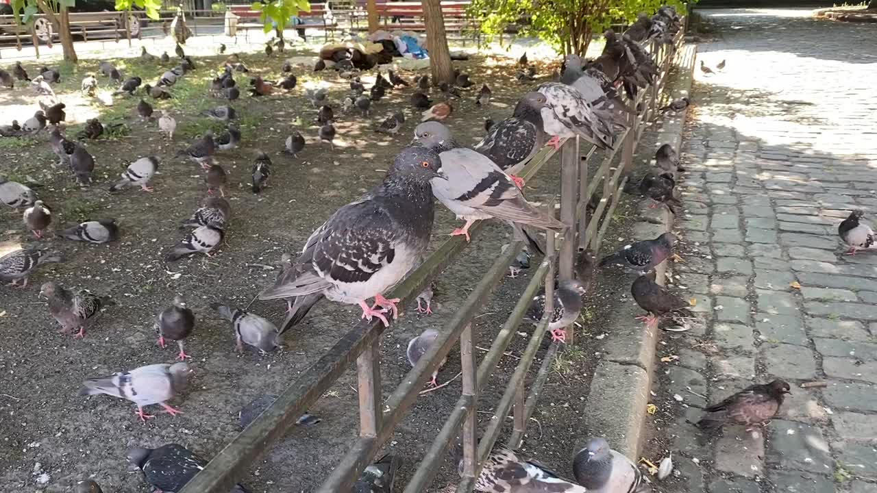 鸽子停在篱笆上。一大群城市中的鸽子。鸟类的电影。视频素材