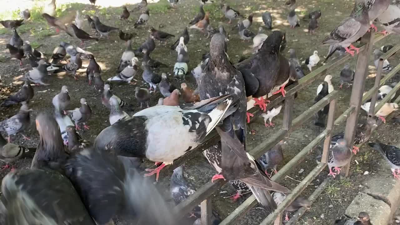 一群鸽子坐在篱笆上。一大群城市中的鸽子。鸟类的电影。视频素材