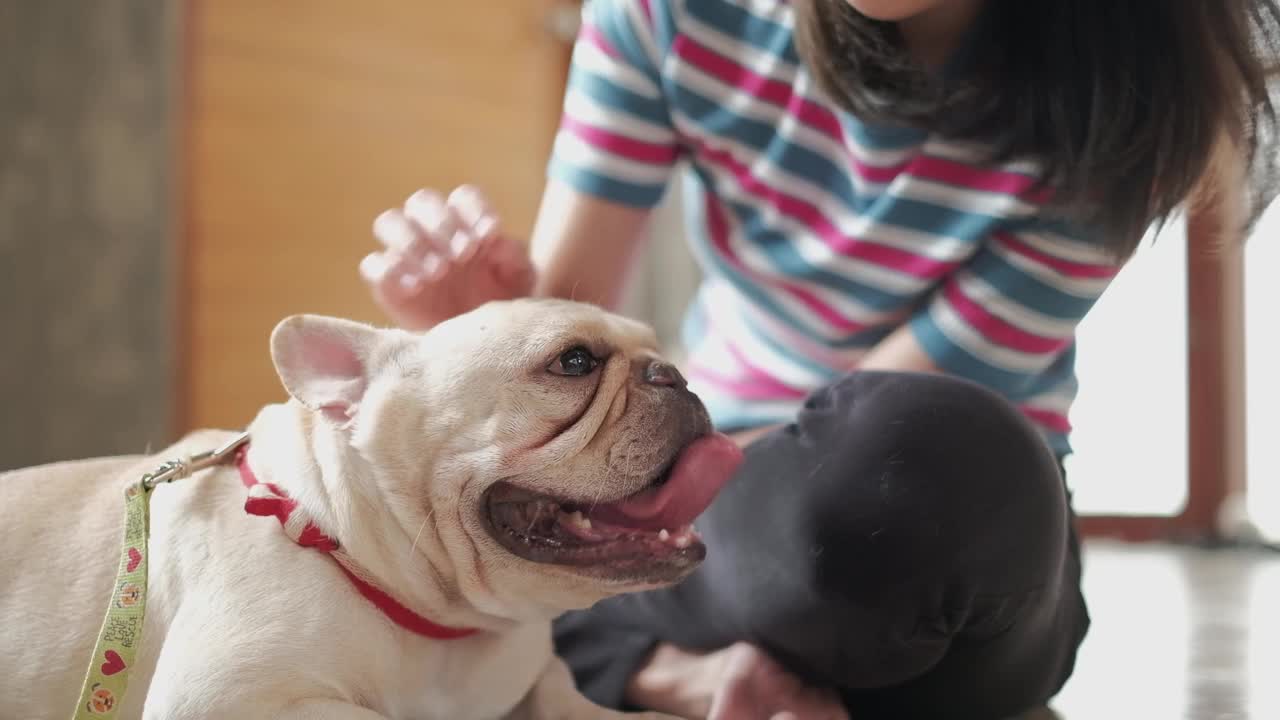 一个随意的女人抚摸着一只可爱的法国斗牛犬的头。视频素材