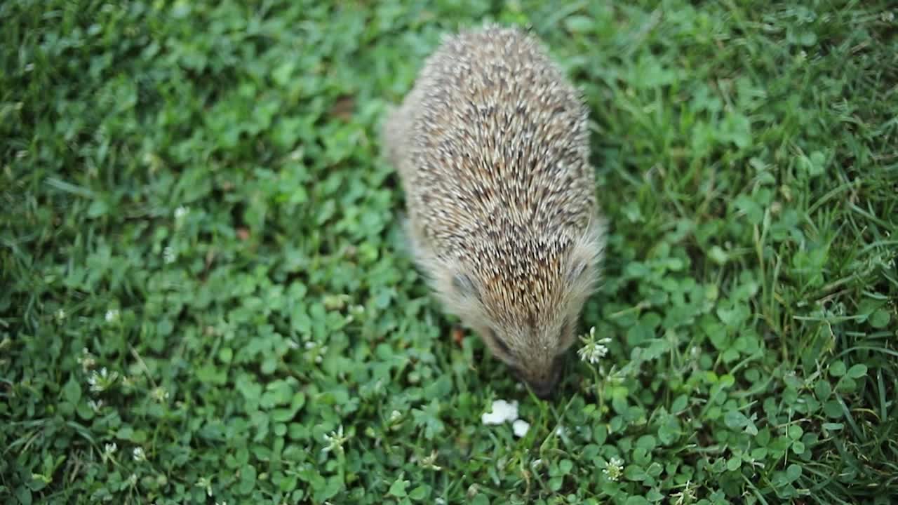 刺猬在院子里的草地上视频素材