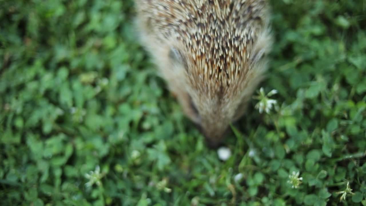 刺猬在院子里的草地上视频素材