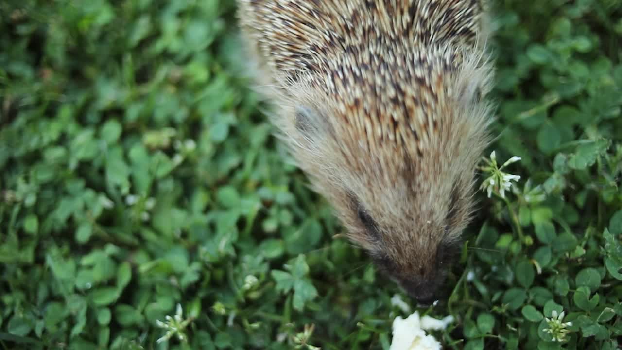 刺猬在院子里的草地上视频素材