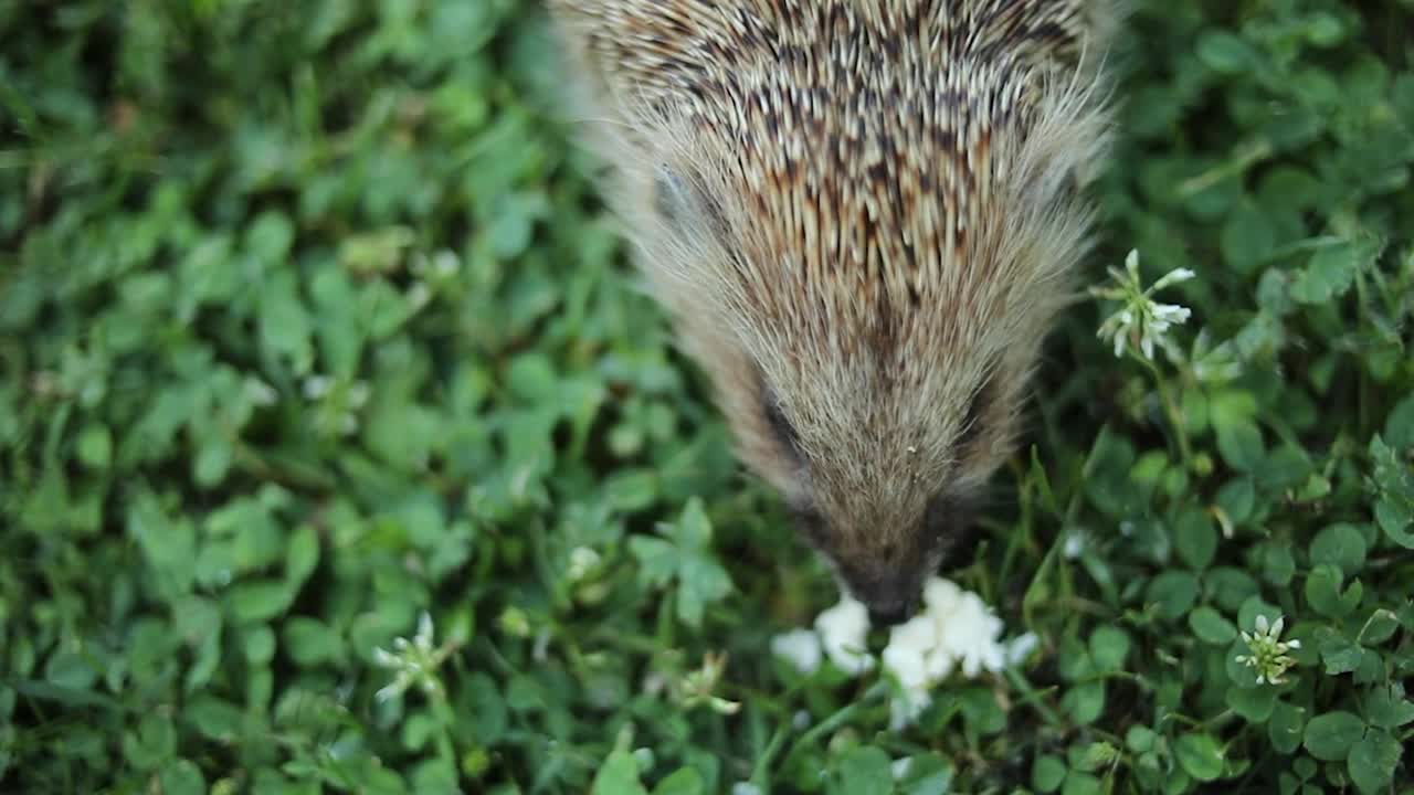 刺猬在院子里的草地上视频素材