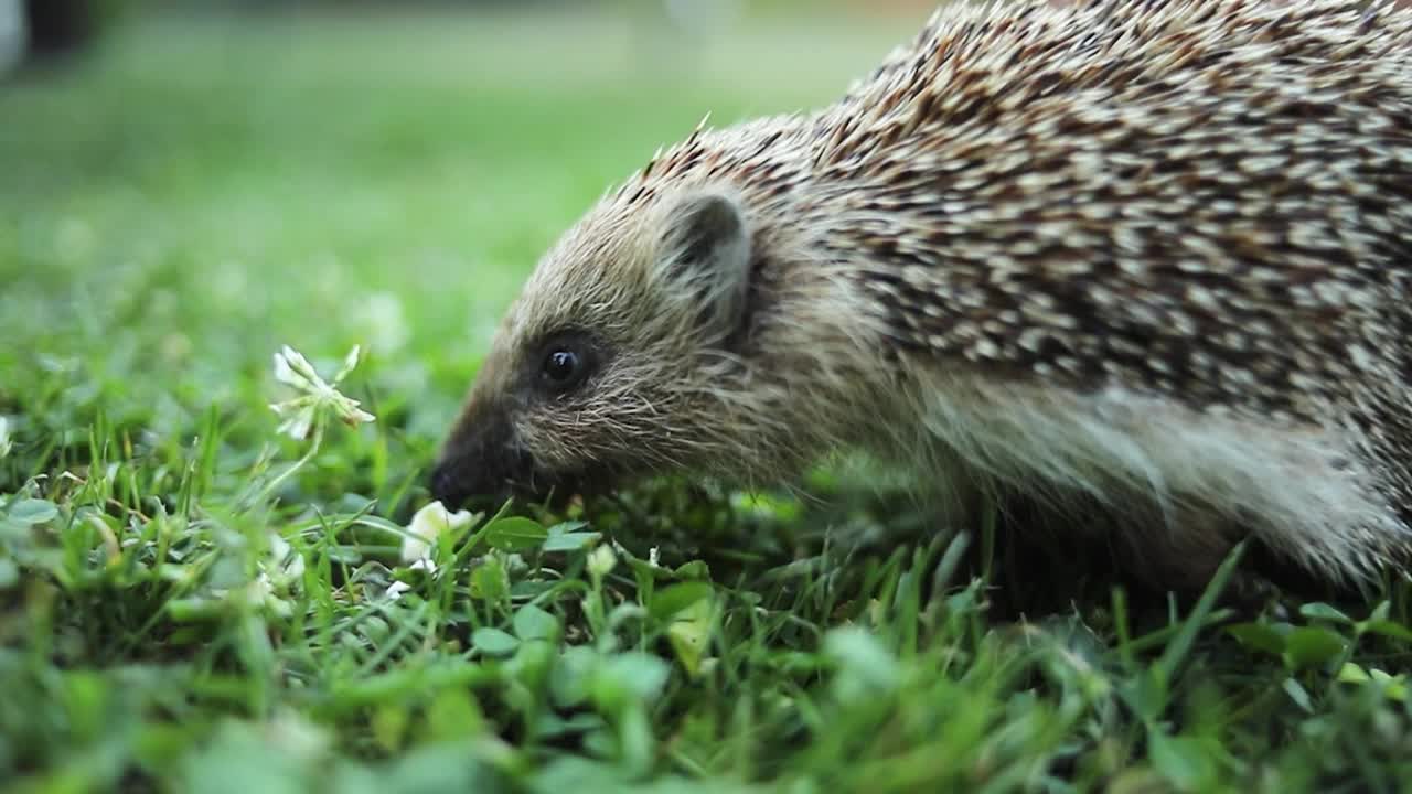 刺猬在院子里的草地上视频素材