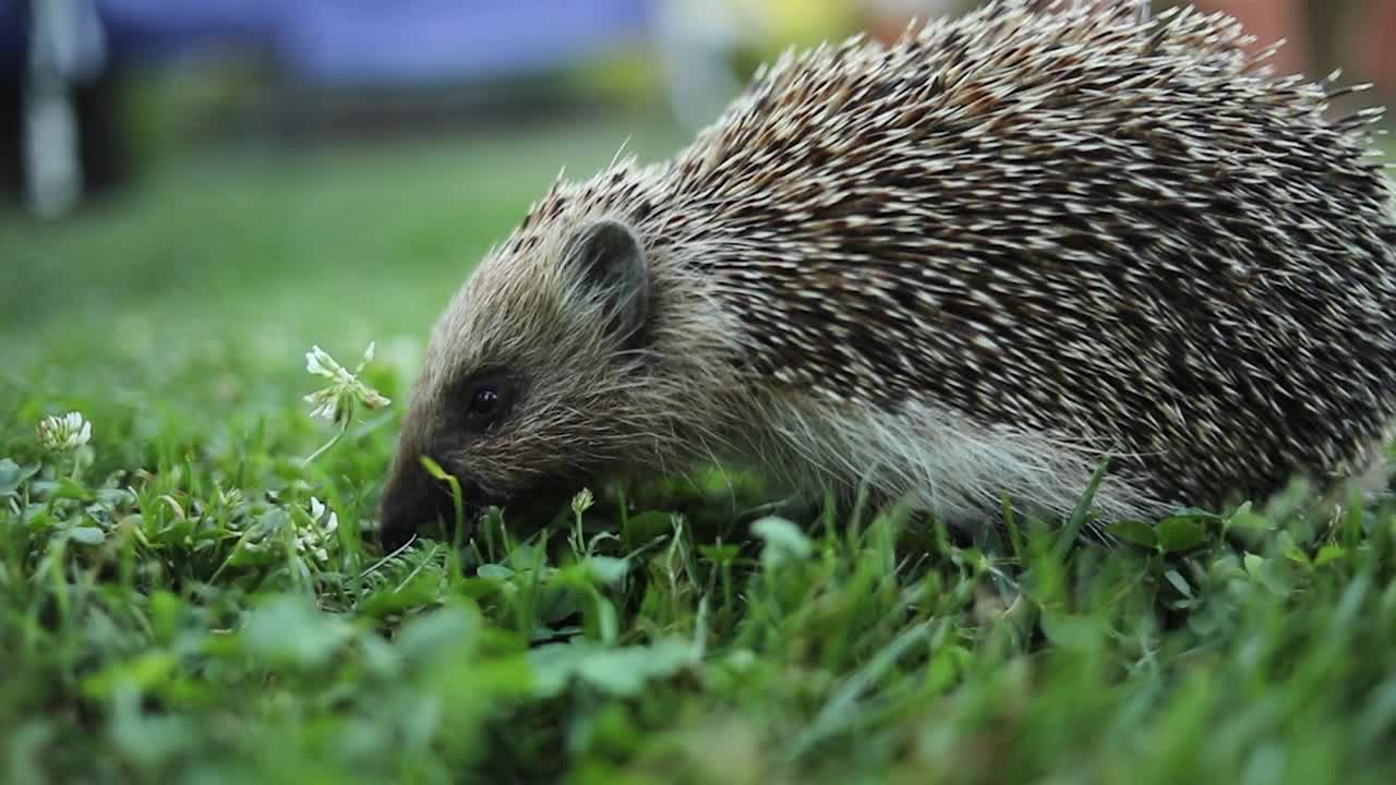 刺猬在院子里的草地上视频素材