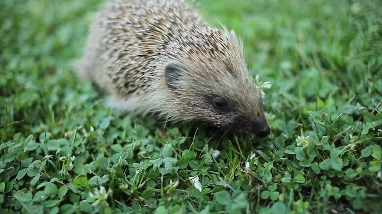 刺猬在院子里的草地上视频素材